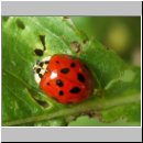 Harmonia axyridis - Asiatischer Marienkaefer 02.jpg